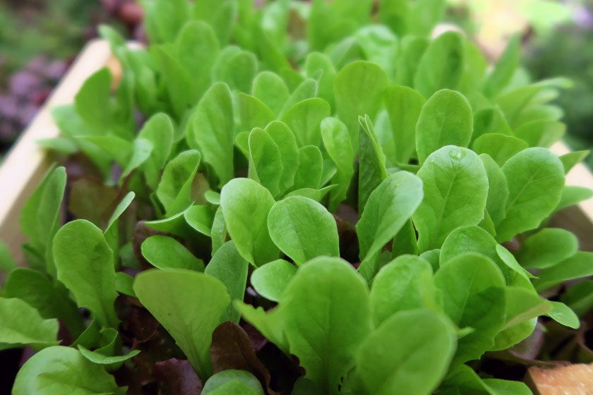 Bright green salad leaves