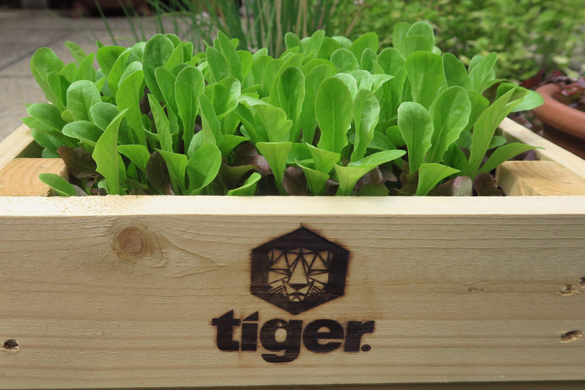 Lettuce growing in planter