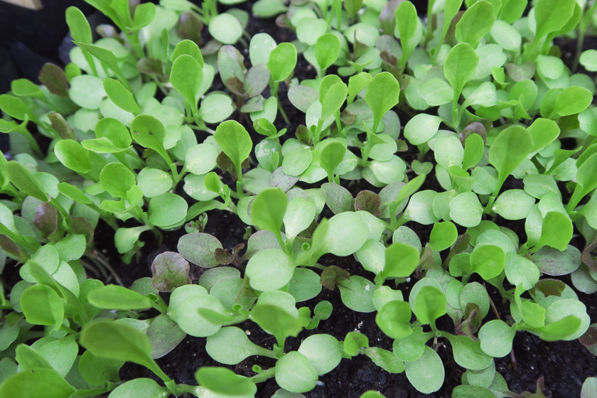 Tiny lettuce leaves