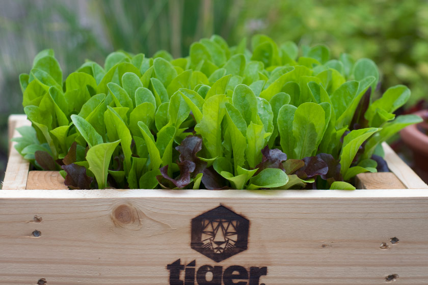 Lettuce leaves in planters