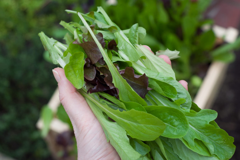 Handful of salad leaves