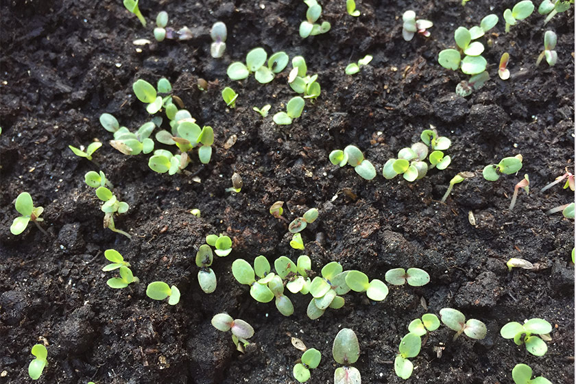 Tiny green seedlings