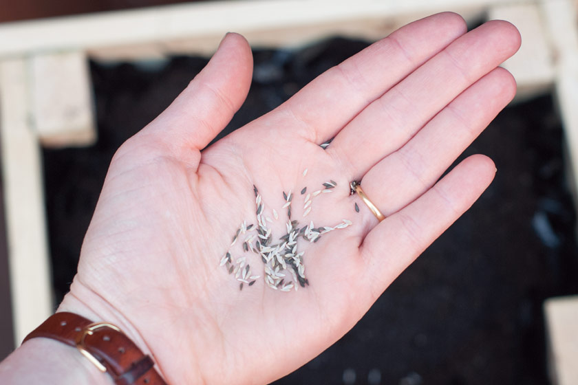 Seeds in hand