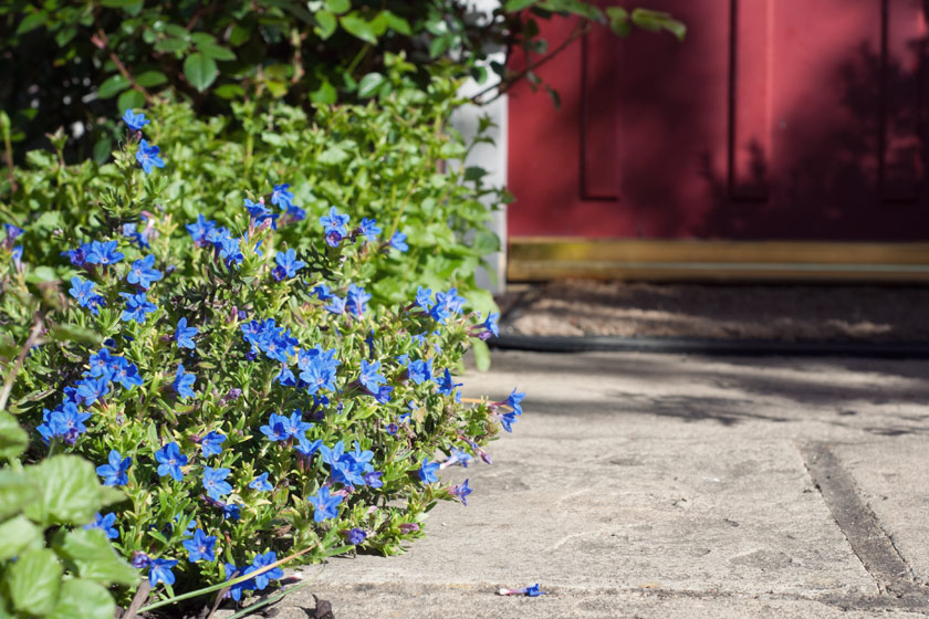 Blue flowers growing along path