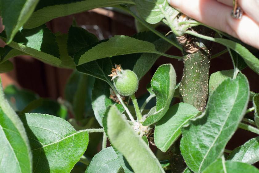 Small apple growing on tree