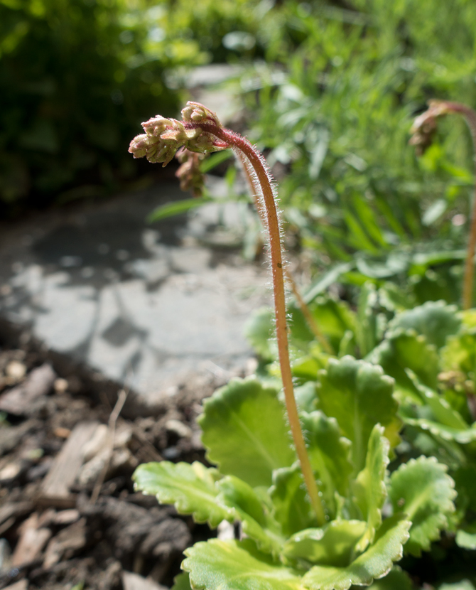 Tiny pink buds