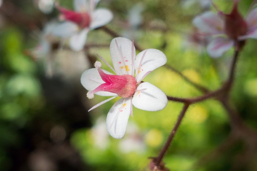 Pink flower centre