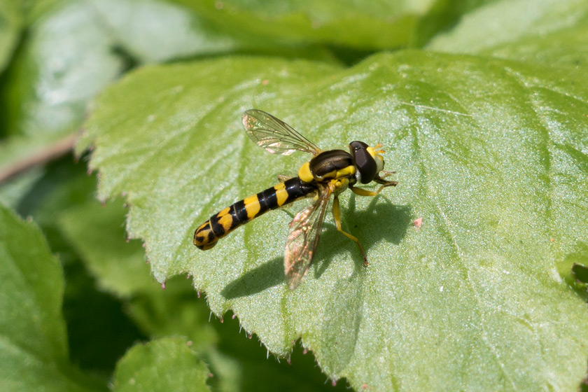 Long hoverfly on leaf