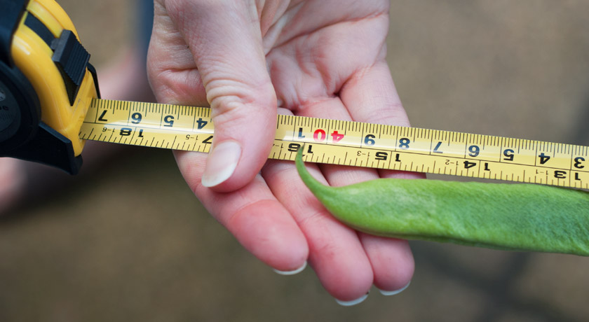 16" runner bean on tape measure