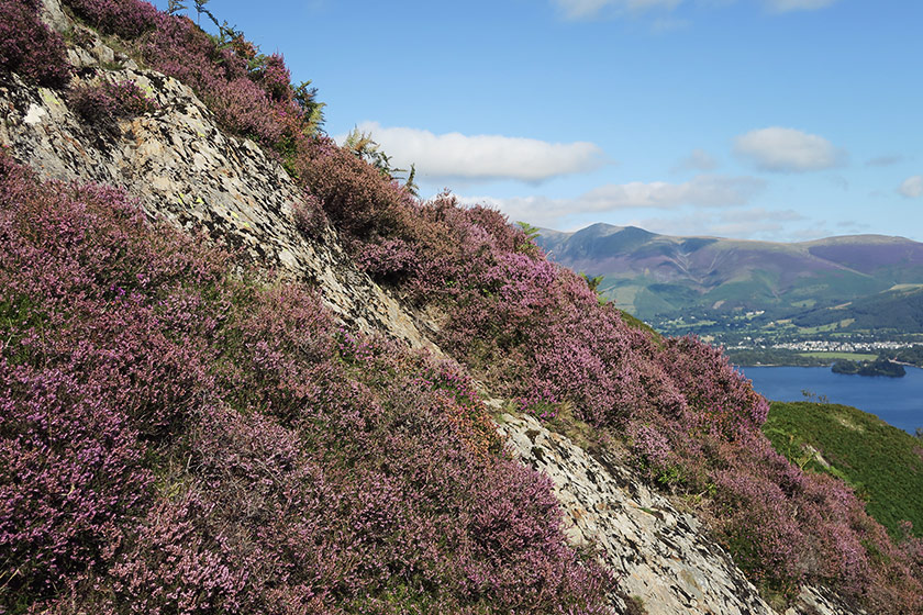 Purple heather