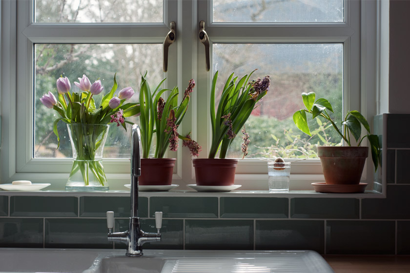 Plants on windowsill