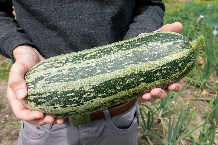 Large marrow