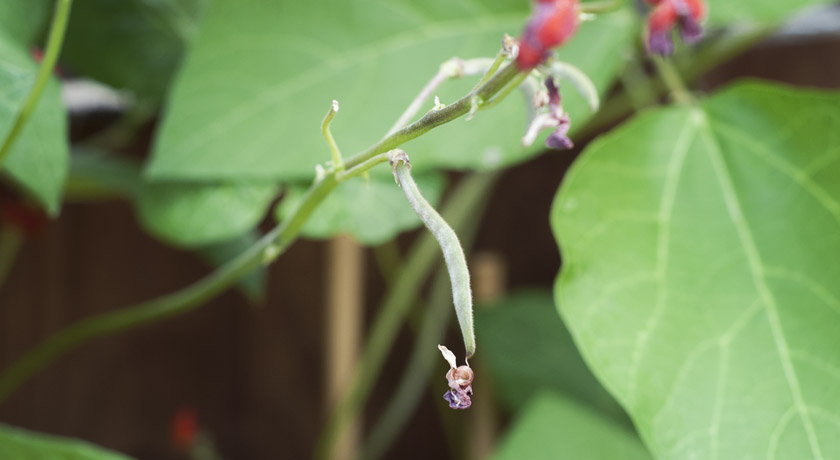 Very small runner bean