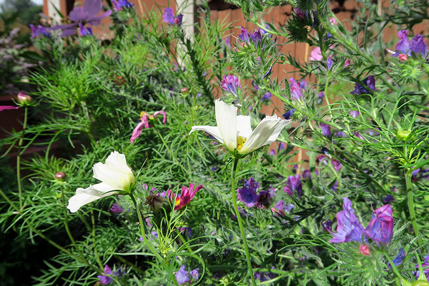 Multi-coloured flowers