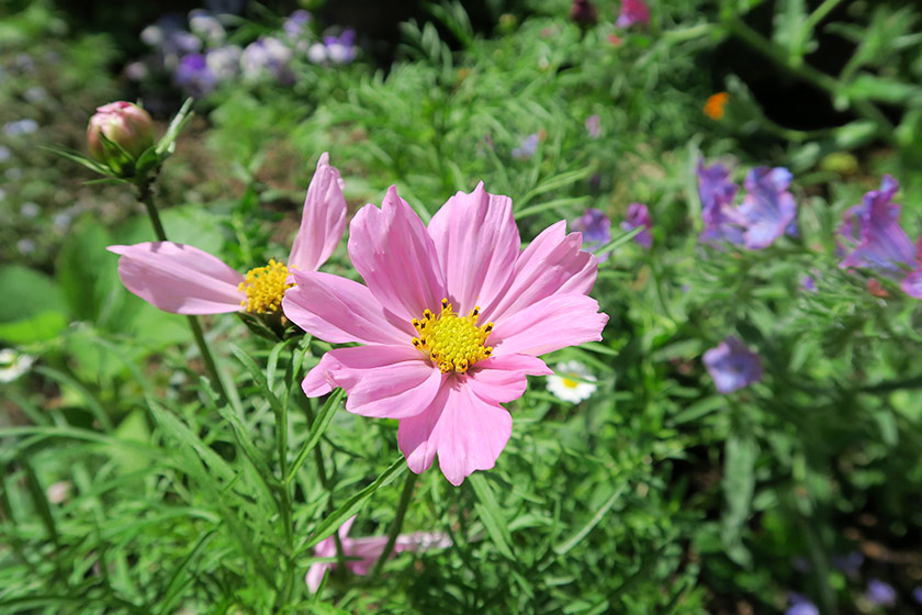Pink cosmos