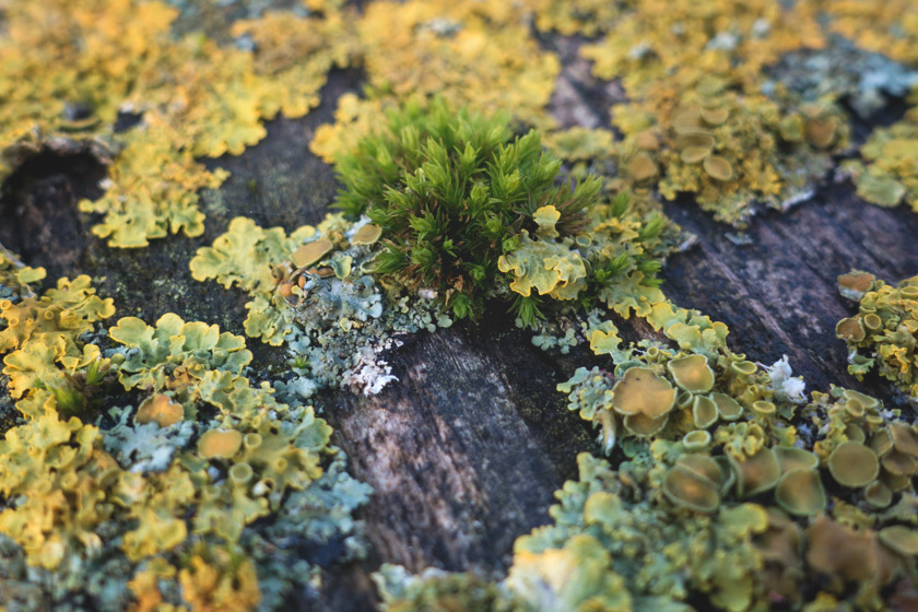 Closeup of moss