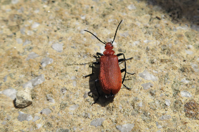 Orange bug