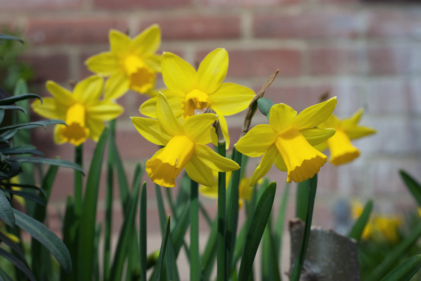 Small yellow daffodils