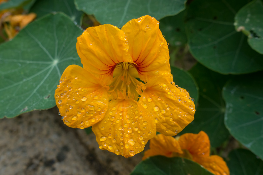 Water drop on nasturtium flower