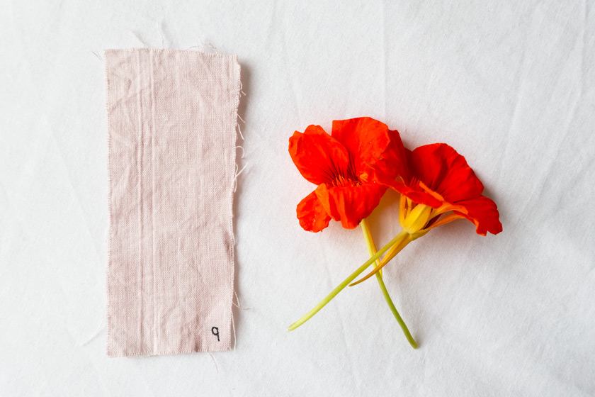 Pastel pink nasturtium dye