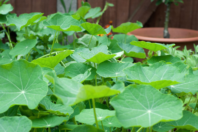 Lots of big green leaves