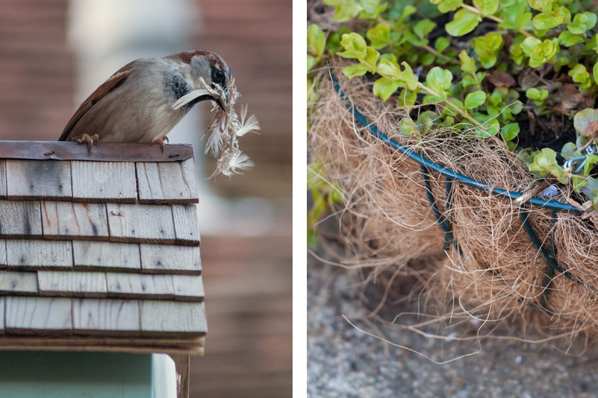 Sparrow in bird box with feathers in mouth