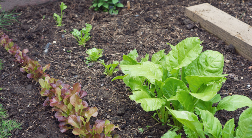 Spinach with bird damage