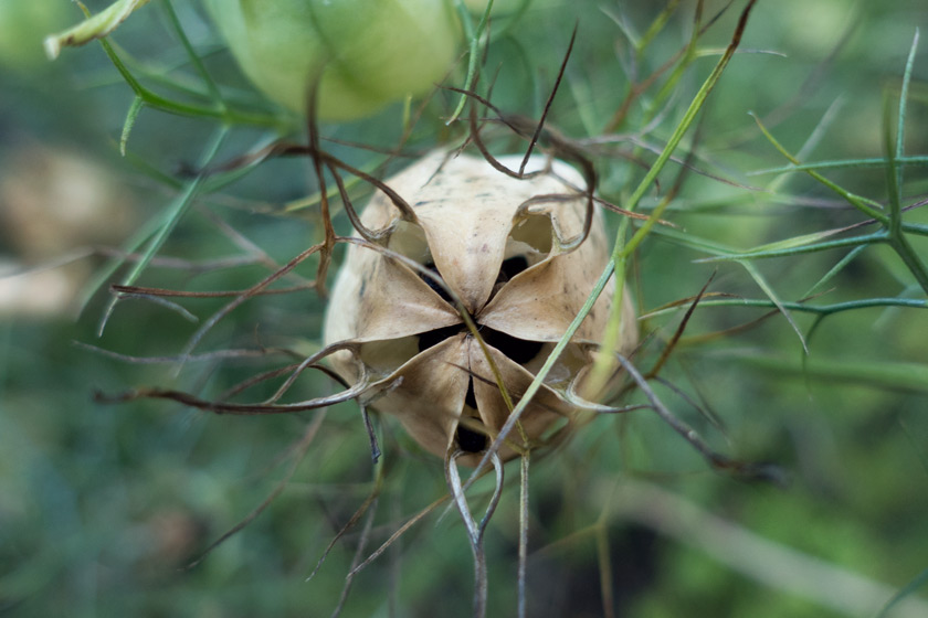 Nigella seed pod