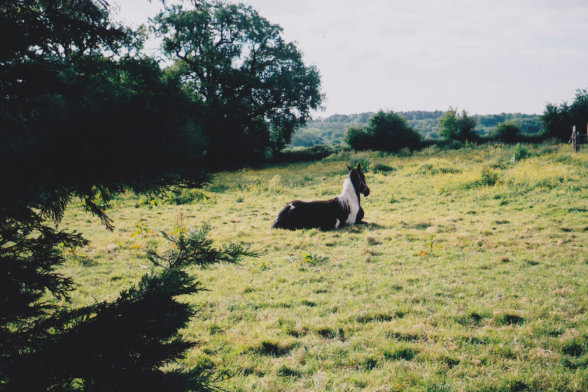 Horse sitting in field