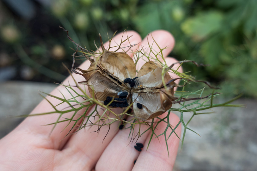 Open nigella pod