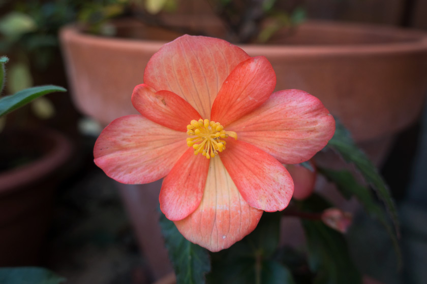 Orange begonia flower