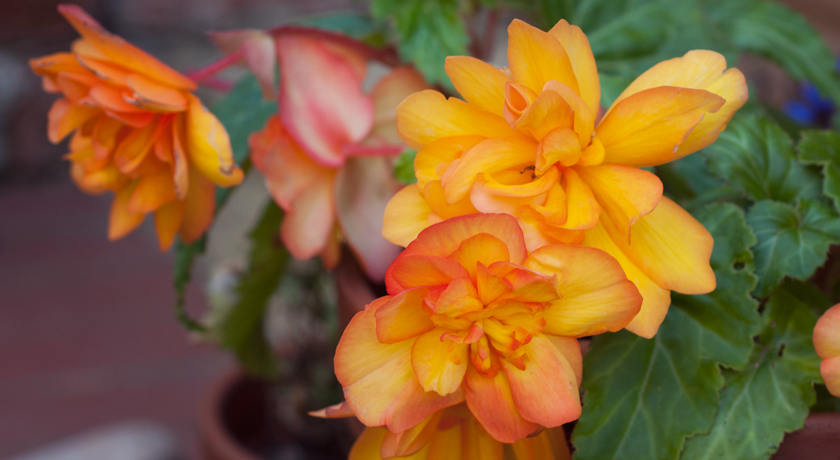 Orange and yellow Begonias