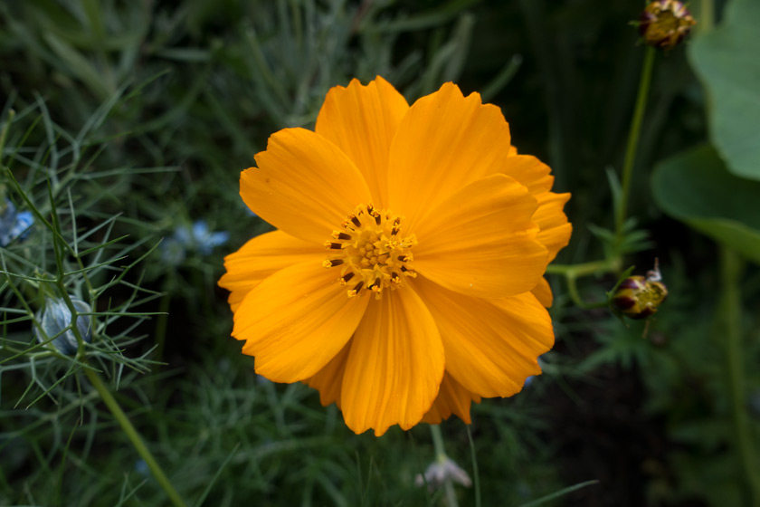 Orange cosmos flower