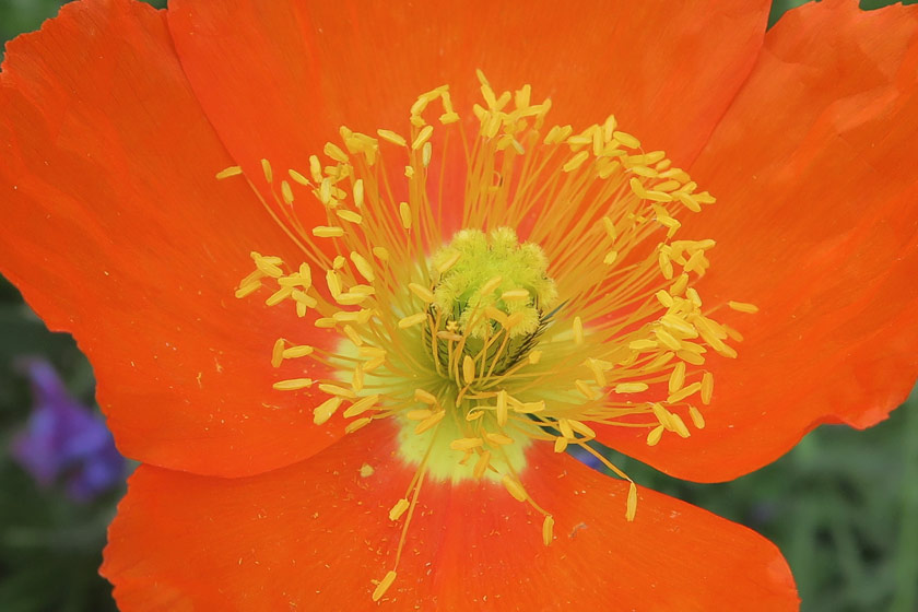 Orange poppy centre