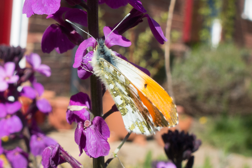 Butterfly with orange wings