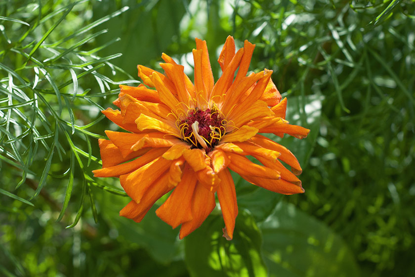 Orange zinnia flower