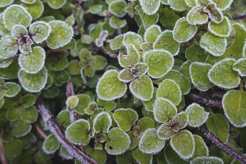Frosty oregano leaves