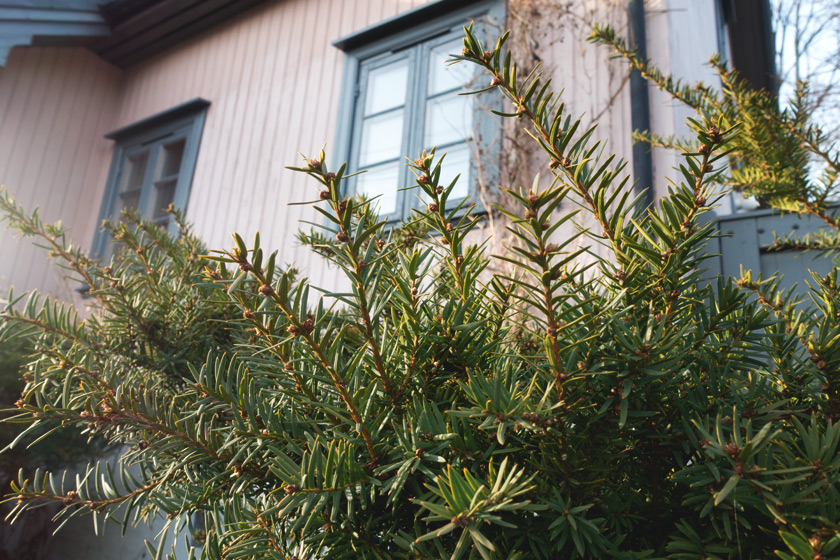 Closeup on pine