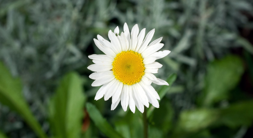 Big white daisy