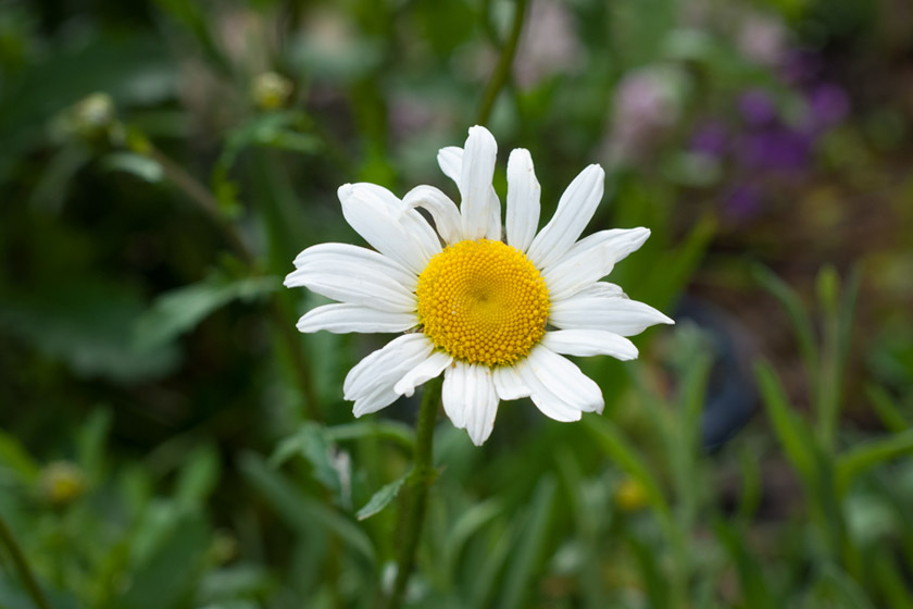 Single Oxeye Daisy