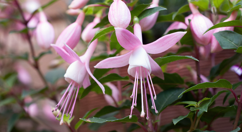 Pale pink Fuschia