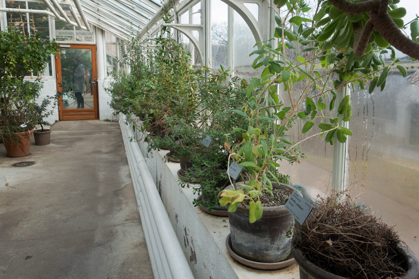 Plants inside glasshouse