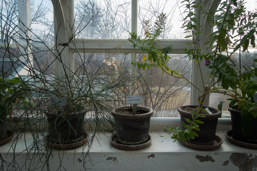 Pots on windowsill