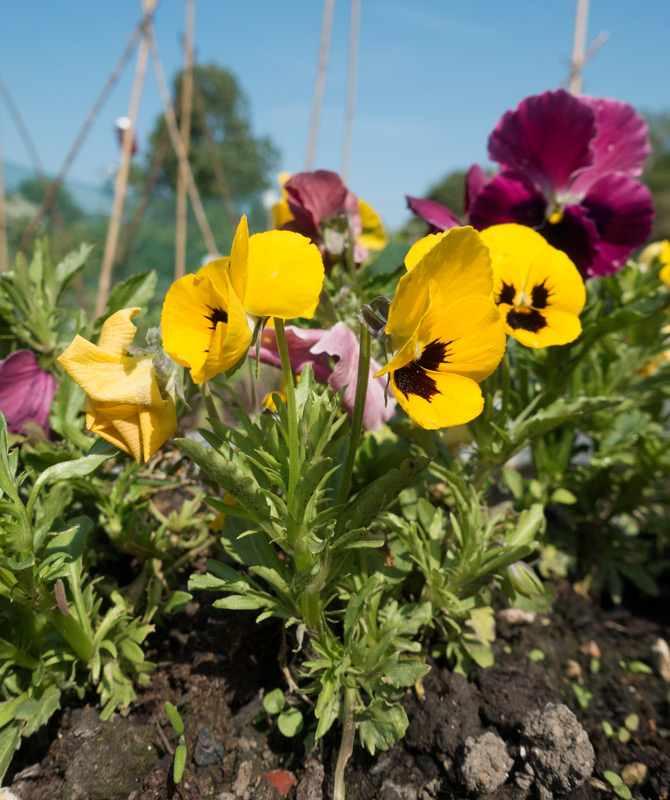 Pansies in the sun