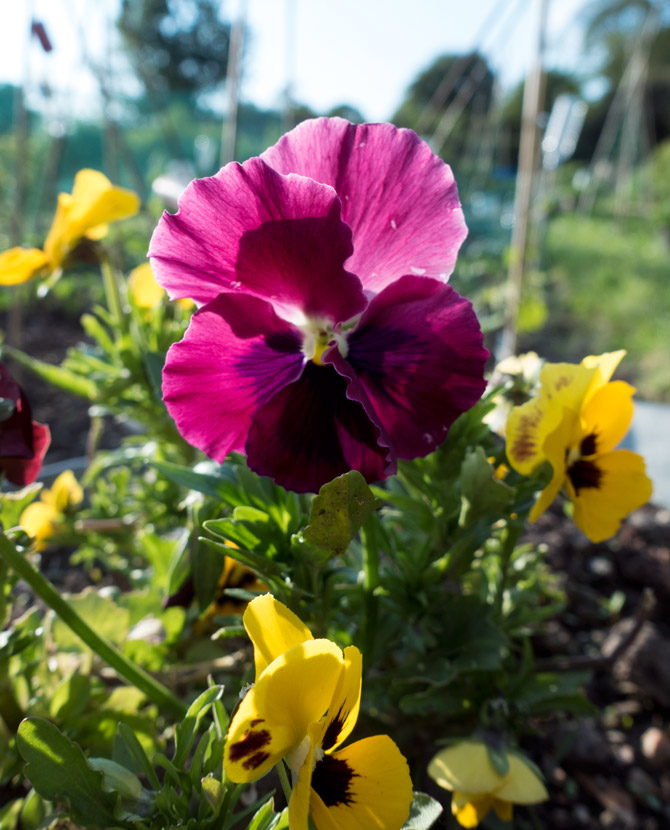 Pink pansy in the sun
