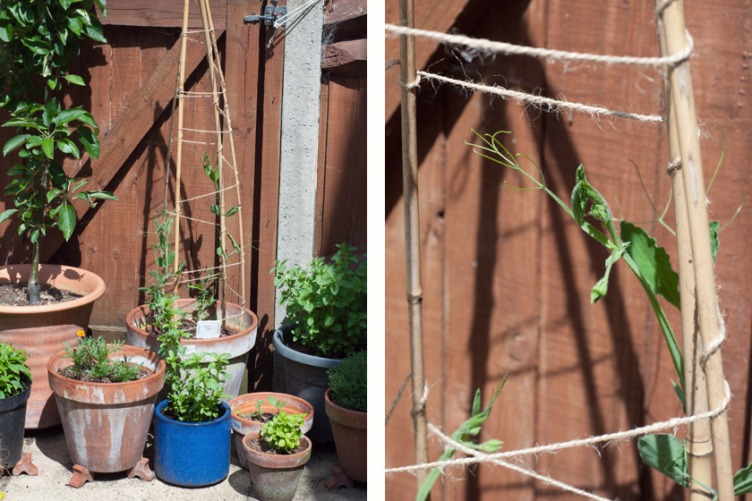 Sweet pea shoots climbing canes