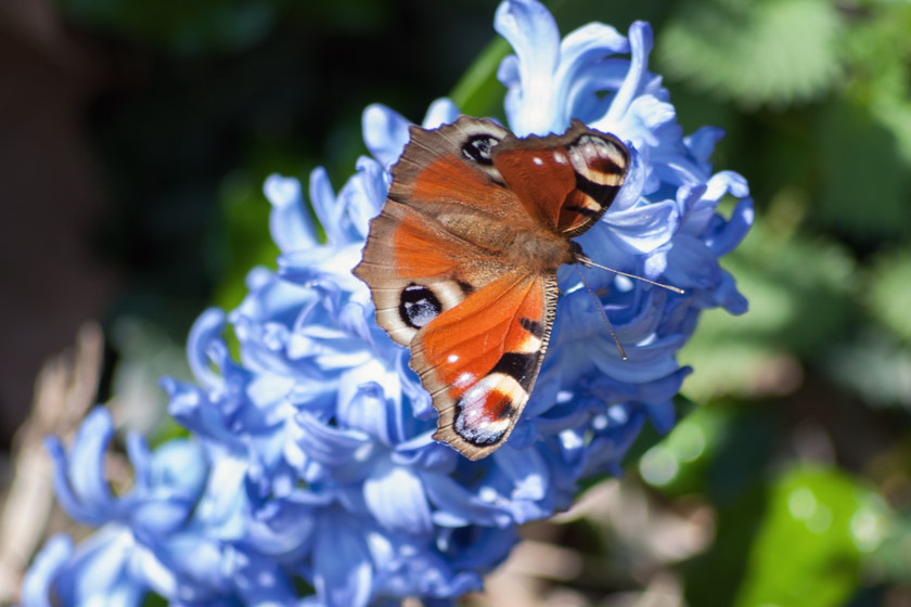 Peacock butterfly on blue hyacinth