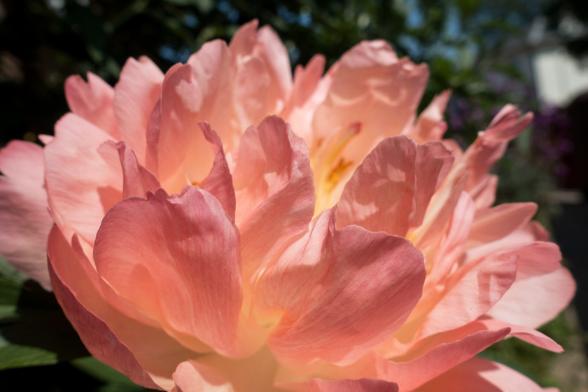 Peachy pink peony petals