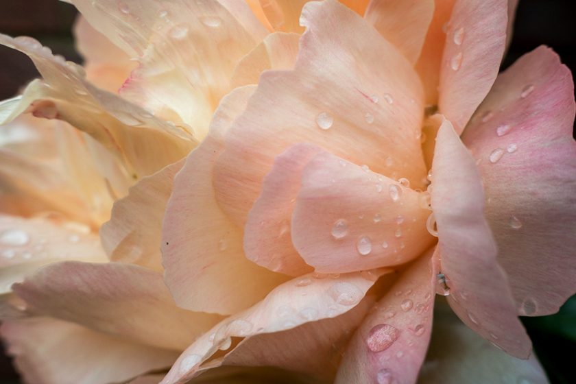 Raindrops on peony petals