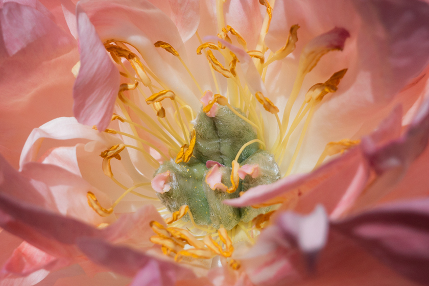 Peony stamen